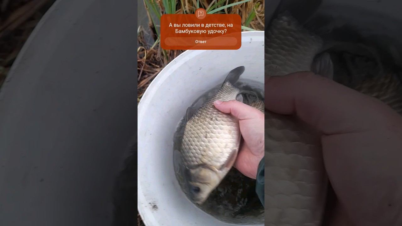 ЛОВЛЯ КАРАСЯ на ДЕДОВСКУЮ УДОЧКУ #рыбалка #ловлякарася #shortsvideo #fishing
