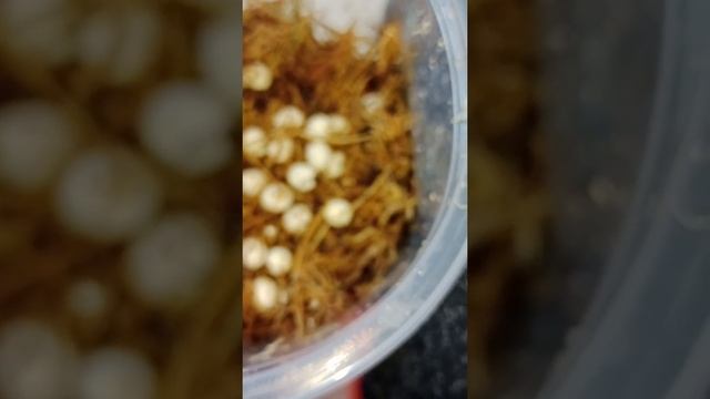 вылупление улитят ?