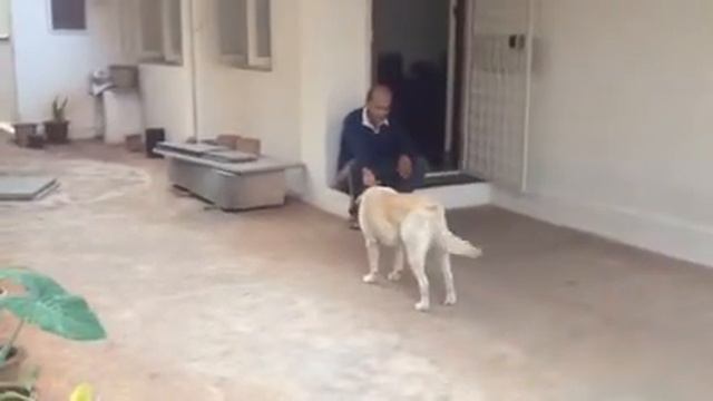 Dog catching ball смотреть онлайн