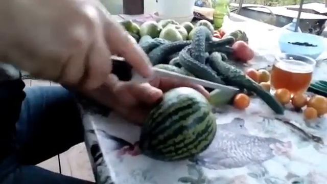 арбузы альбиносы на крайнем севере смотреть онлайн