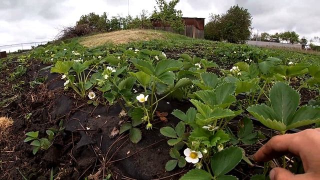 Обход клубники и малины. Результаты pH воды. Продолжение борьбы с пятнистостями. РОЗЫГРЫШ рассады! смотреть онлайн
