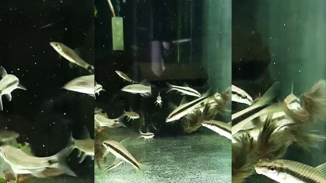 САЕ и сетчатые водорослееды поедают чёную бороду.mp4