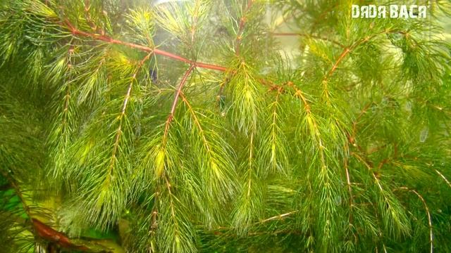 РОГОЛИСТНИК В АКВАРИУМЕ, КАК САЖАТЬ, УХОД И РАЗВЕДЕНИЕ! смотреть онлайн