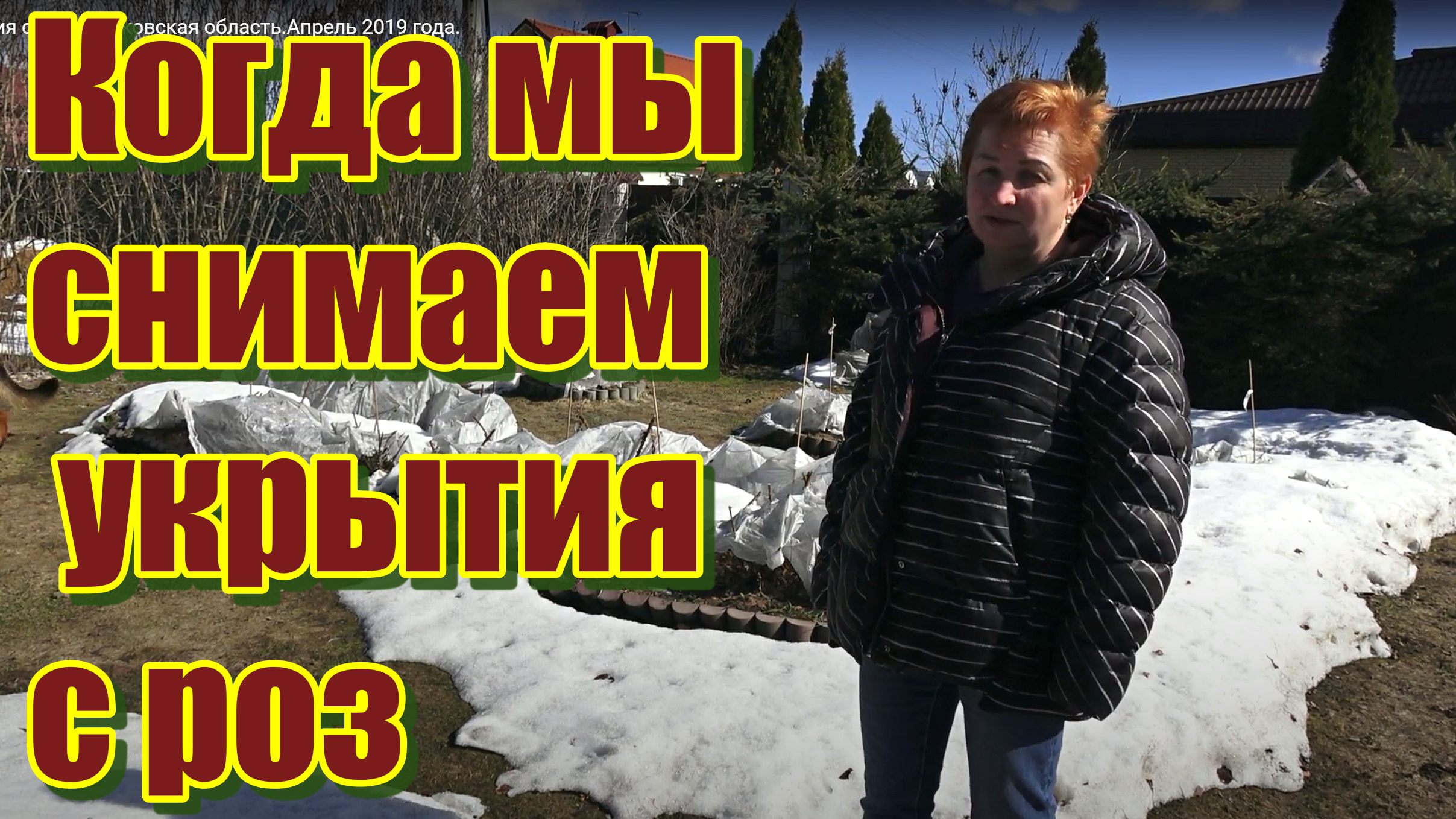 Когда мы снимаем укрытия с роз Московская область.Апрель 2019 года. смотреть онлайн