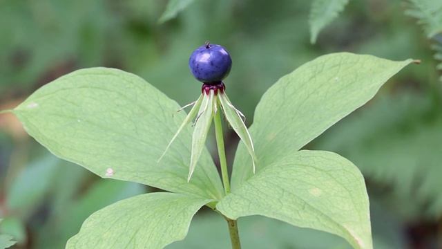 Что будет, если съесть волчью ягоду смотреть онлайн