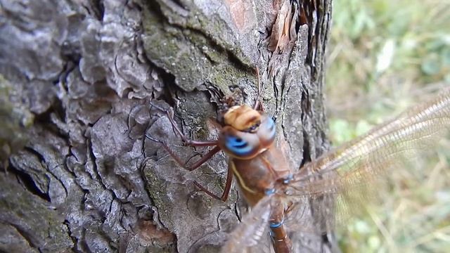 Стрекоза - самые интересные факты / Dragonfly - the most interesting facts смотреть онлайн