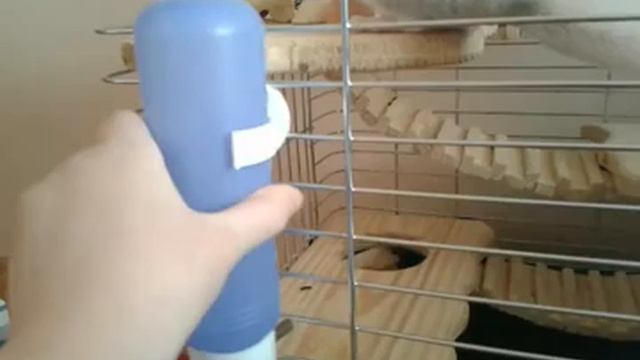 Что надо купить для шиншиллы смотреть онлайн