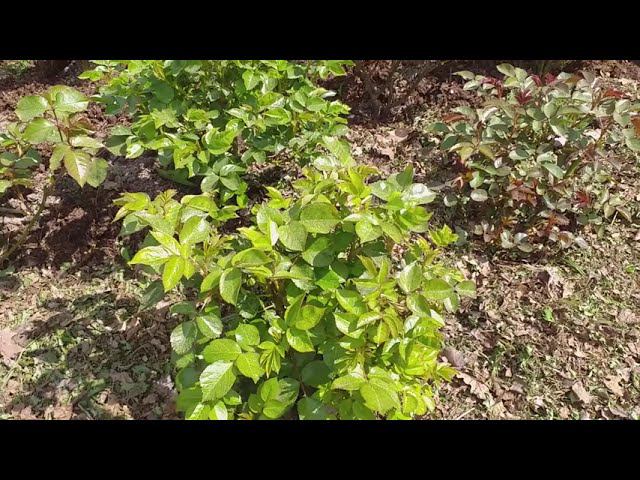 Розы после заморозков. Обрезка, дальнейший уход. смотреть онлайн