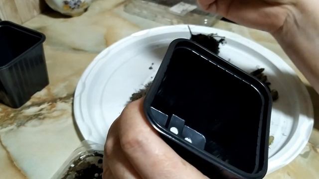 Ахименес. Уход в домашних условиях. смотреть онлайн