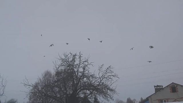 20 градусов мороза пережили смотреть онлайн