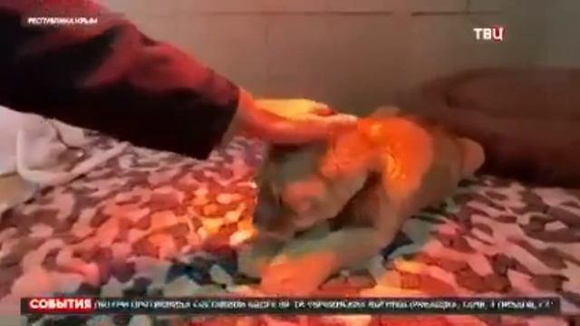 ЖИВОДЕРЫ В ДЕЛЕ смотреть онлайн