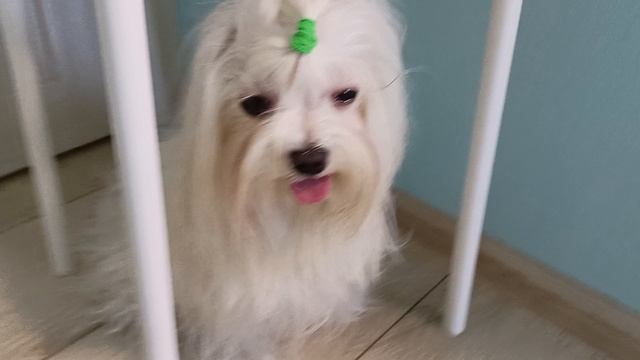 Серия 2. История любви. Дома у Сюзи.