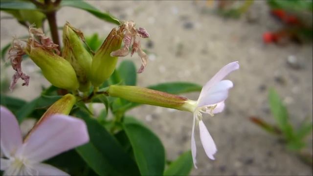 Common Soapwort (Saponaria Officinalis) - 2012-09-02 смотреть онлайн