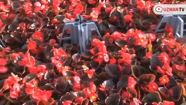 Begonya nasıl ışık ister смотреть онлайн