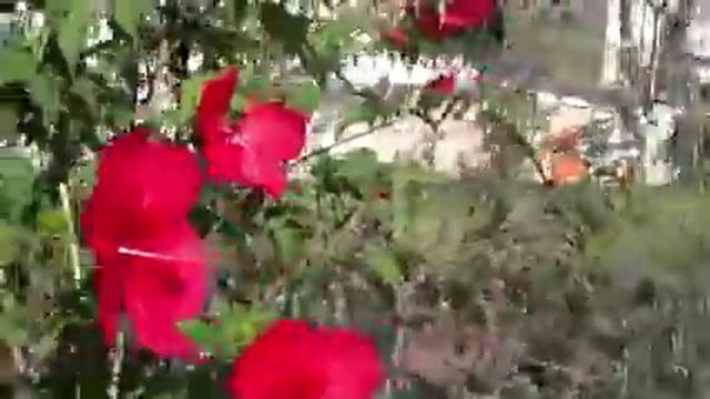 Hibiscus смотреть онлайн