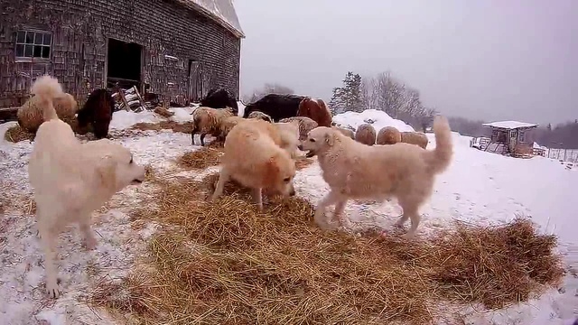 Собаки на сене