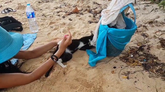 Кошечка пришла к нам на пляже. Тайланд, февраль 2016