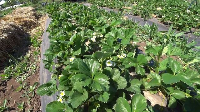 Немного о малине, клубнике на 18 мая 2021 смотреть онлайн