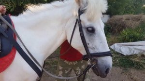 Почему я боялась?! / ЭТО ОЧЕНЬ КРУТО! / Видео про лошадей для детей