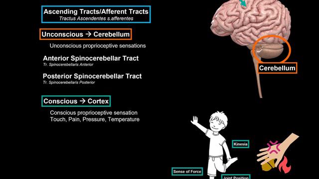 Internal Spinal Cord (Gray Matter, White Matter, Funiculus) - Anatomy