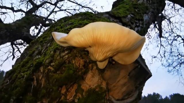 Elm Oyster Mushroom смотреть онлайн