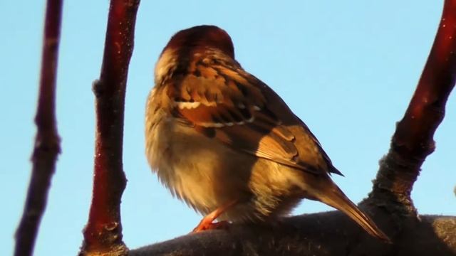 Panasonic hc v710 тест смотреть онлайн