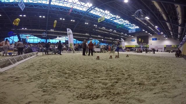 27.11.2016 Ратомка CACIB Ринг хаски класс чемпионов смотреть онлайн