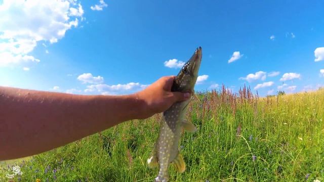 Ловля ЩУКИ и ОКУНЯ на спиннинг. Рыбалка В ЖАРУ на вертушку смотреть онлайн