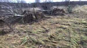 Ввод залежных земель в сельхоз оборот. Корни берёз после выкорчёвки бульдозером