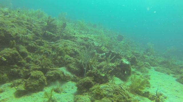 Blue Spotted Cornetfish GOPR0437 смотреть онлайн