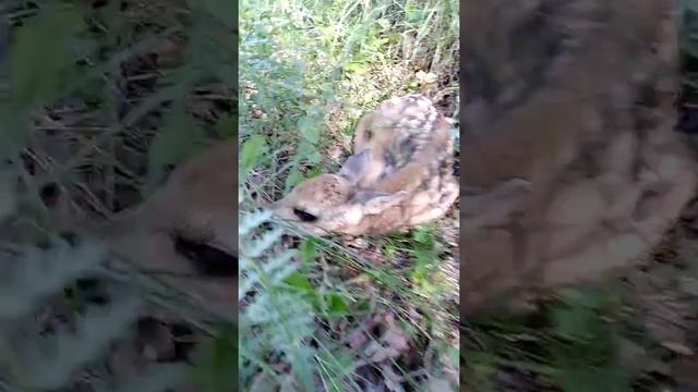 НАХОДКА В ЛЕСУ. РОДИЛАСЬ В ЛЕСУ КОСУЛЯ. смотреть онлайн