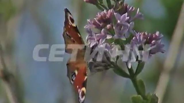 "Бабья" весна вместо "бабьего" лета пришла в Дальнеконстантиновский район смотреть онлайн