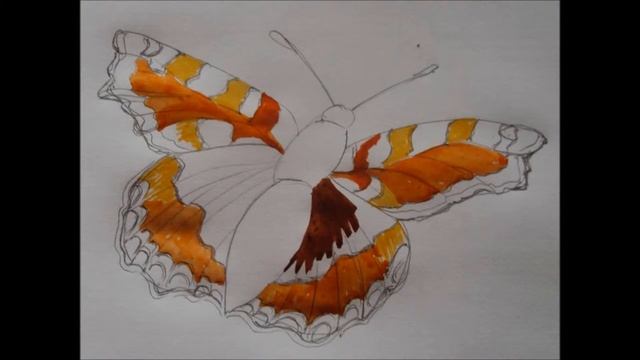 Рисуем бабочку крапивницу- Aglais urticae смотреть онлайн