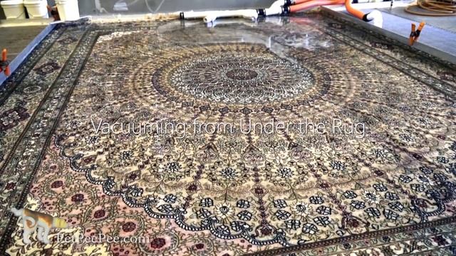 remove yellow pee stains from oriental rug by PetPeePee смотреть онлайн