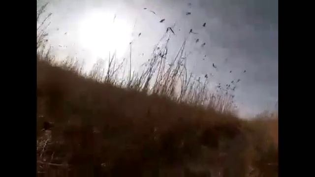 охота на шакала с гончими и лайками смотреть онлайн