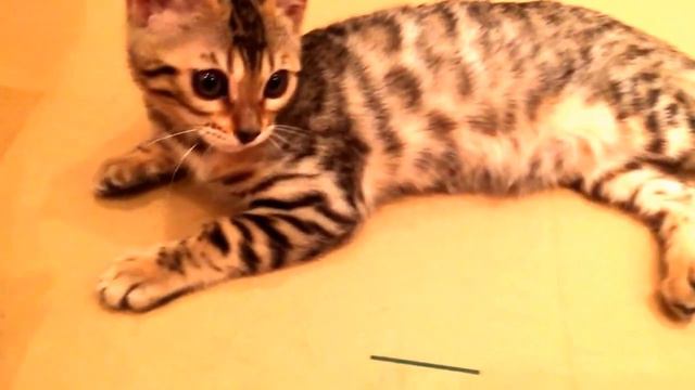 Котята, две девочки