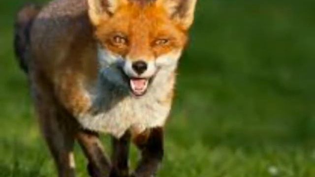 Подборка про ЛИСИЧЕК 3 смотреть онлайн