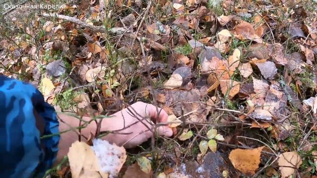 БЕЗ ВАЛИДОЛА НЕ СМОТРЕТЬ! ГРИБНИК НЕ ОЖИДАЛ ТАКИХ НАХОДОК! СНЕЖНЫЙ ГРИБНОЙ ЛЕС! ГРИБЫ 2021 смотреть онлайн