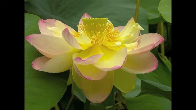 Choric song written by Lord Alfred Tennyson смотреть онлайн