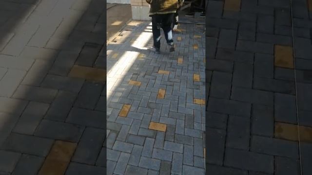 укладка брусчатки. рисунок ёлочка серый пигмент в разброс с жёлтым соотношение 1 к 15 смотреть онлайн