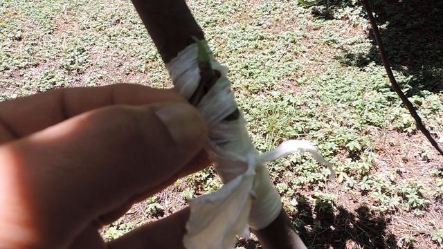 Плодовые деревья.привитый инжир,мушмула на айву и обкатка спини? смотреть онлайн