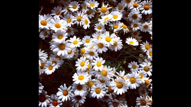 Futarigurashi Cover【歌ってみた】 смотреть онлайн