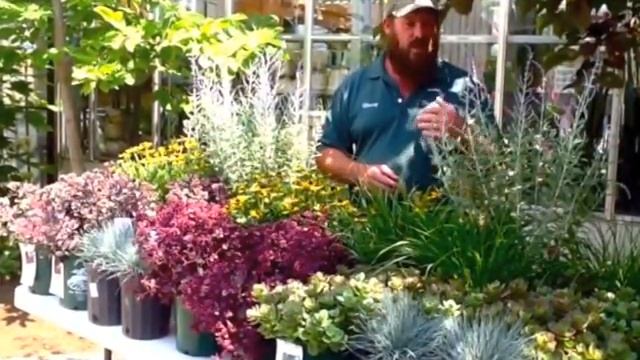 Plant of the Week: Sun Sparkler Sedum смотреть онлайн