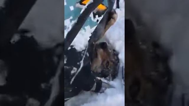 Волк Попал под Снегоход смотреть онлайн