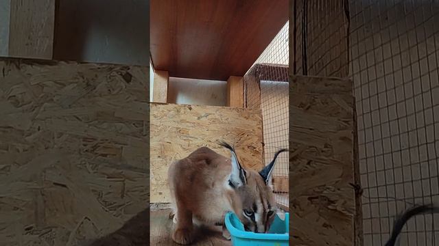 Каракал Люба ест свое любимое мясо.Caracal loves meat. #cat #cute #caracal #каракал #animal. смотреть онлайн