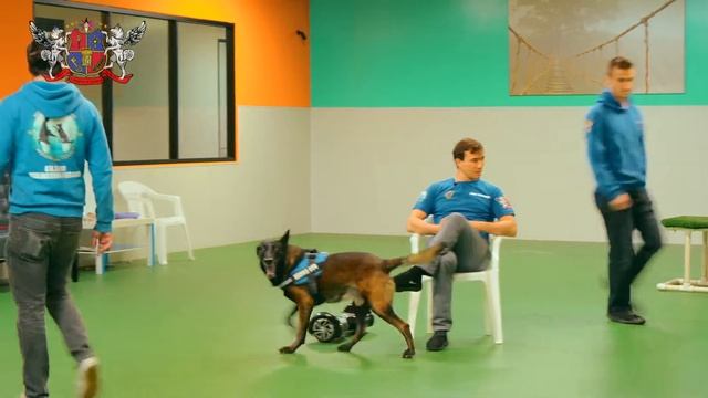 Дрессировка собак. ЗКС смотреть онлайн