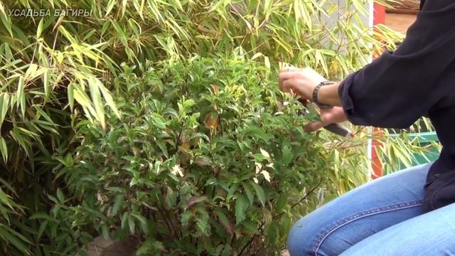 Спирея японская. Осенняя обрезка. смотреть онлайн