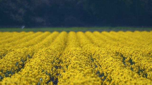 2 HOUR Relaxing Piano Music #94 - Classical Piano Music, Study, Calm, Focus & Relaxation