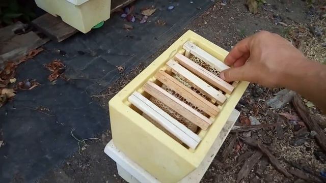 работа с нуклеусом, небольшие рекомендации смотреть онлайн