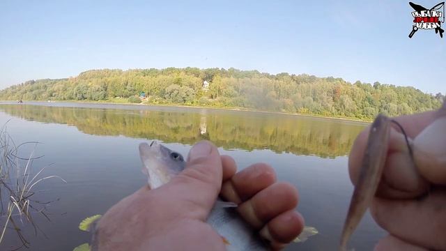 ЕСТЬ ЕЩЕ КАБАНЧИКИ в ОКЕ! Ловля крупного окуня в сентябре! РЫБАЛКА НА ОКЕ смотреть онлайн